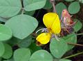 Clustered-Flower Snoutbean